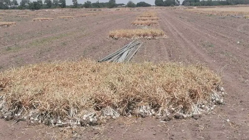 Vista de Las Pedroñeras para el directorio de Empresas de alquiler de maquinaria